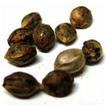 Семена марихуаны АК-47  (Seeds AK-47) в Североморске